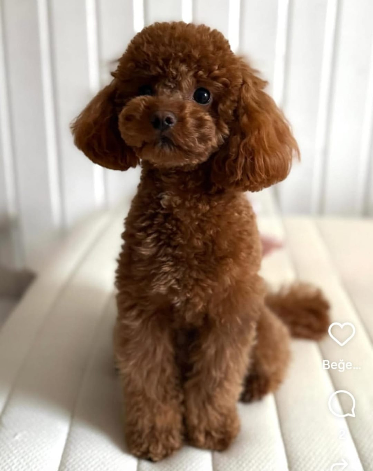 Safkan Brown Toy Poodle Erkek – Mini Boy (2.7 kg) Çiftleşmeye Hazır